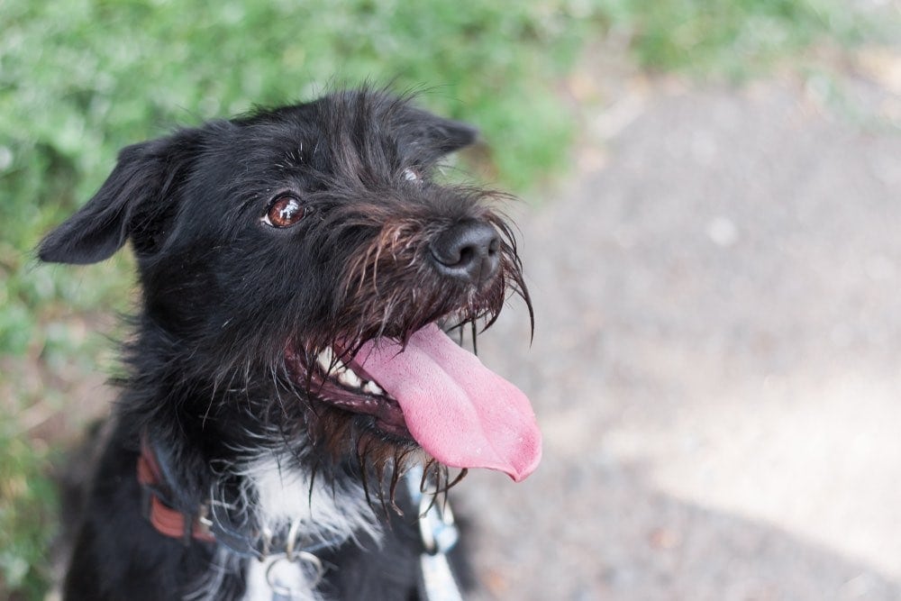Giant Border Schnollie (Border Collie & Giant Schnauzer Mix): Info, Pictures, Characteristics & Facts