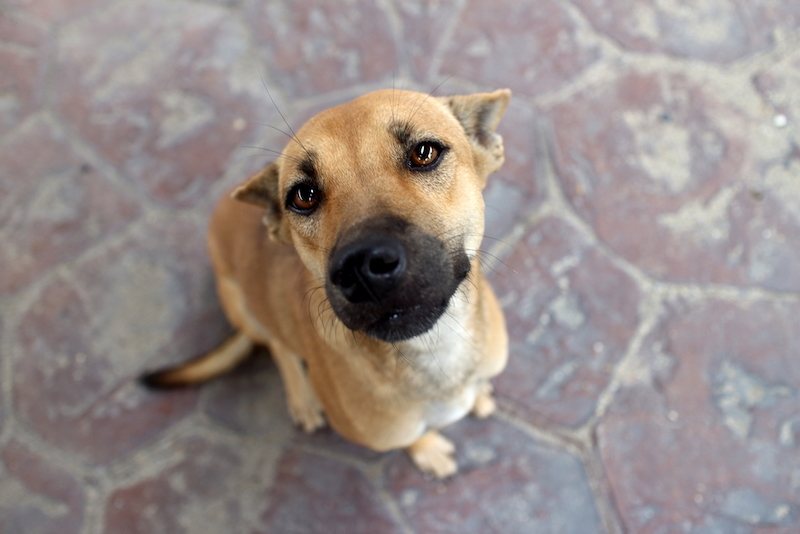 Golden Boxer (Golden Retriever & Boxer Mix): Info, Pictures, Characteristics & Facts