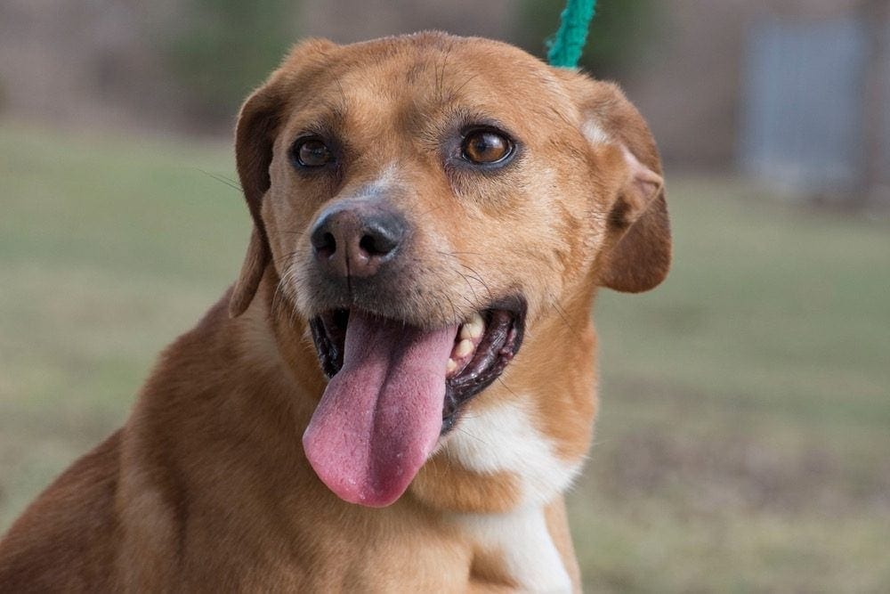 Golden Bull (Bulldog & Golden Retriever Mix): Info and Pictures