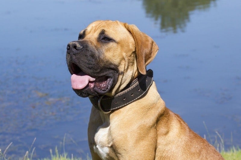 Golden Bullmastiff Retriever (Golden Retriever & Bullmastiff Mix): Info, Pictures, Facts