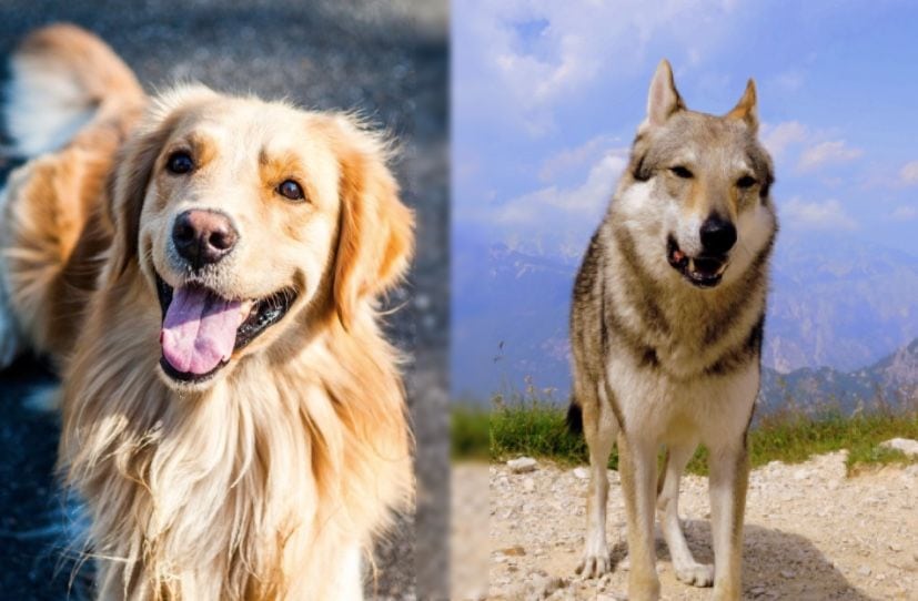 Golden Indian Dog: Info, Pictures, Characteristics & Facts