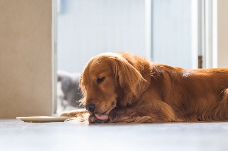 My Dog Keeps Licking One Paw: 14 Vet Approved Reasons Why