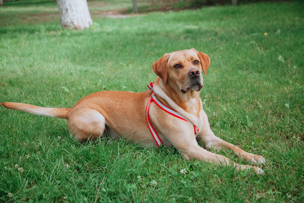 Gointer (English Pointer & Golden Retriever Mix): Info, Pictures, Facts