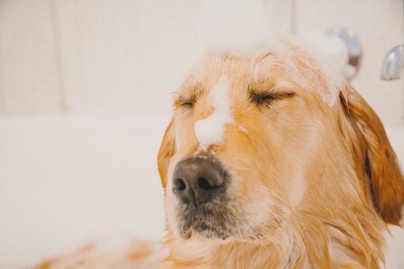 How to Make DIY Dog Shampoo (3 Vet-Approved Recipes)