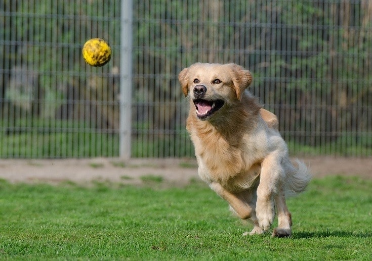 11 DIY Dog Ball Launchers You Can Make Today (With Pictures)