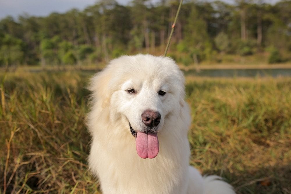 Golden Sammy (Golden Retriever & Samoyed Mix): Info, Pictures, Facts