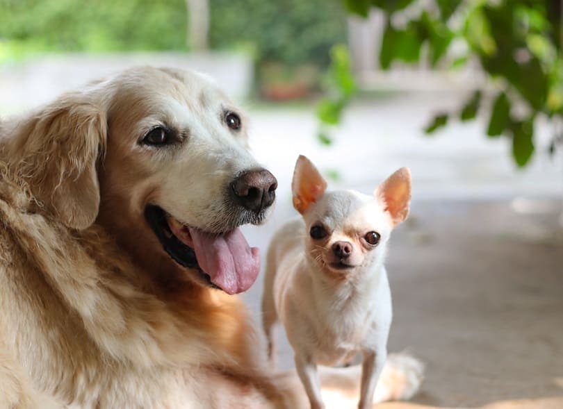 Golden Retriever Chihuahua Mix (Golden Chi): Info, Pictures, Care & More