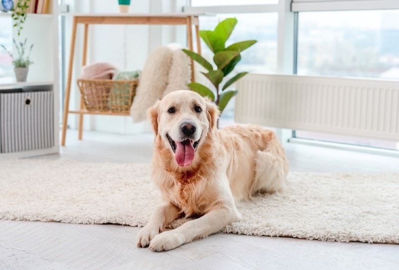 Do Golden Retrievers Smell? Possible Causes & Recommendations