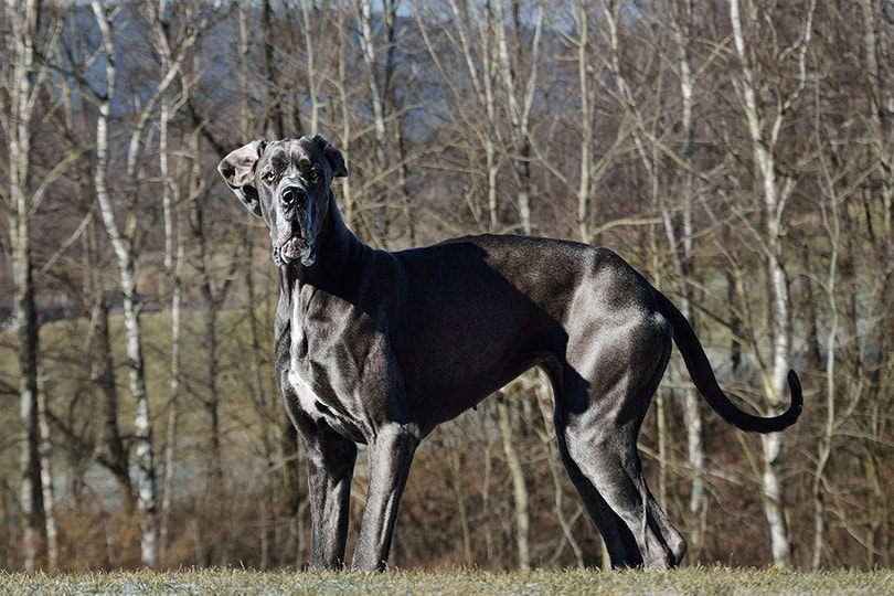 Why Is My Great Dane So Skinny? 7 Vet-Reviewed Reasons