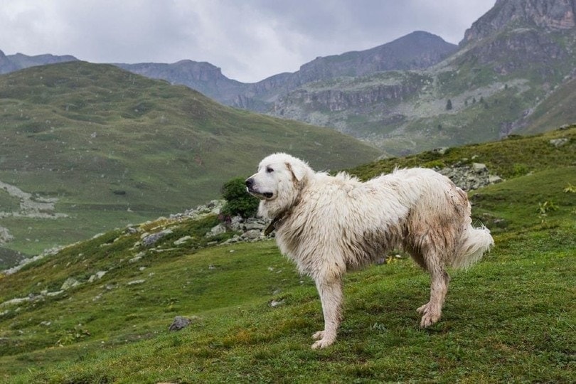 How Much Does a Great Pyrenees Cost? 2026 Price Guide