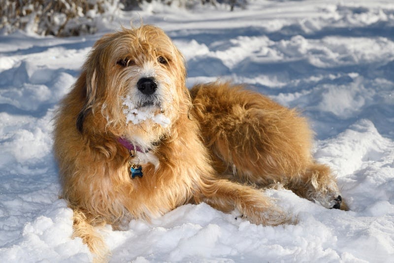 Why Do Dogs Love to Roll in Snow? 6 Common & Adorable Reasons
