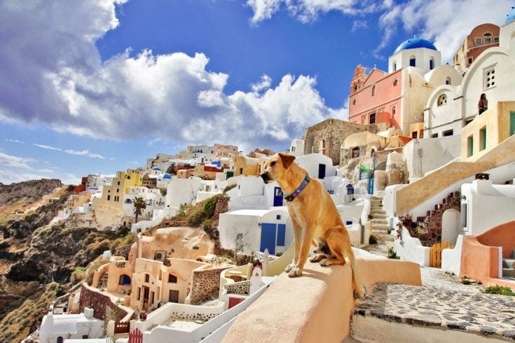 100+ Greek Dog Names: Ideas for Mythical & Cool Dogs