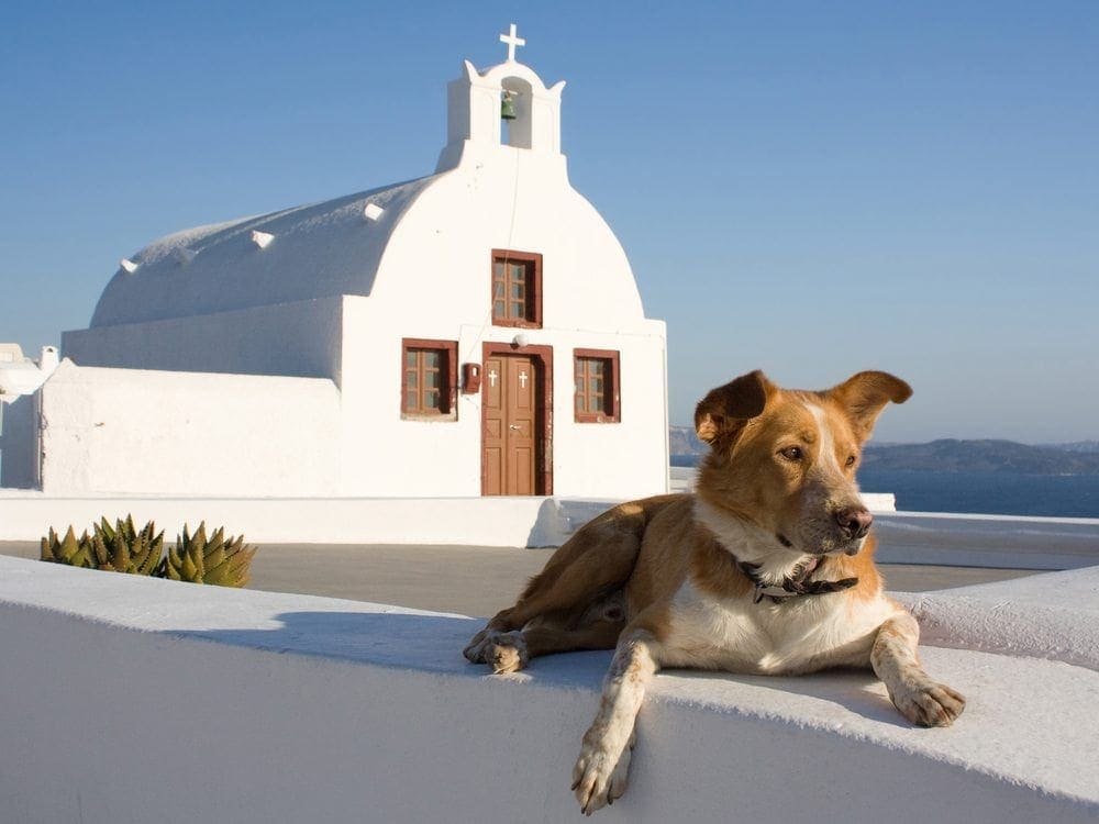 6 Greek Dog Breeds (With Info & Pictures)