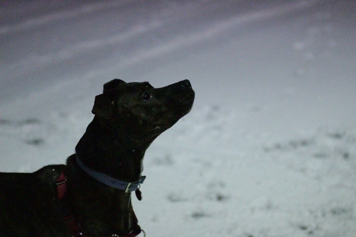 Greybull Pit (American Pitbull Terrier & Greyhound Mix) : Info, Pictures, Characteristics & Facts