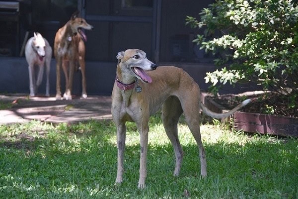 11 Dogs That Are Similar to Greyhounds (With Pictures)