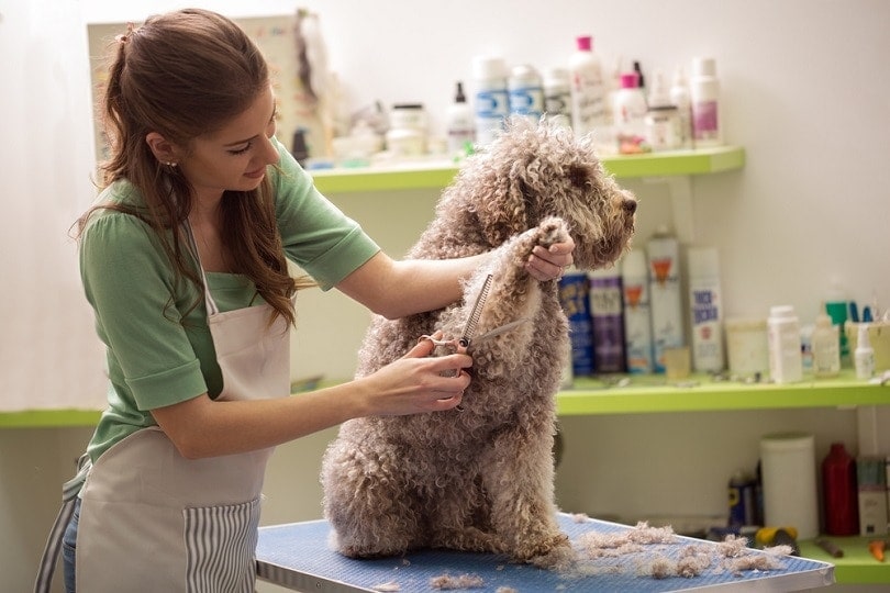 How to Become a Dog Groomer in 2026 (Steps, FAQs & Salary)
