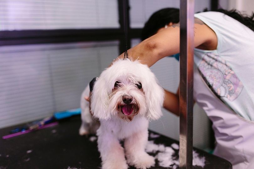 Malton (Maltese & Cavachon Mix): Info, Pictures, Characteristics & Facts