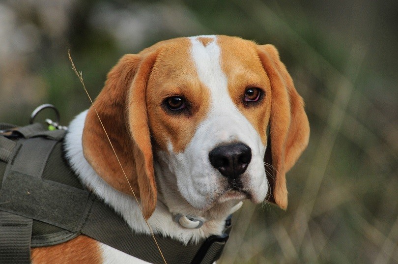 Hamiltonstovare (German Hound & English Foxhound Mix): Info, Pictures, Facts