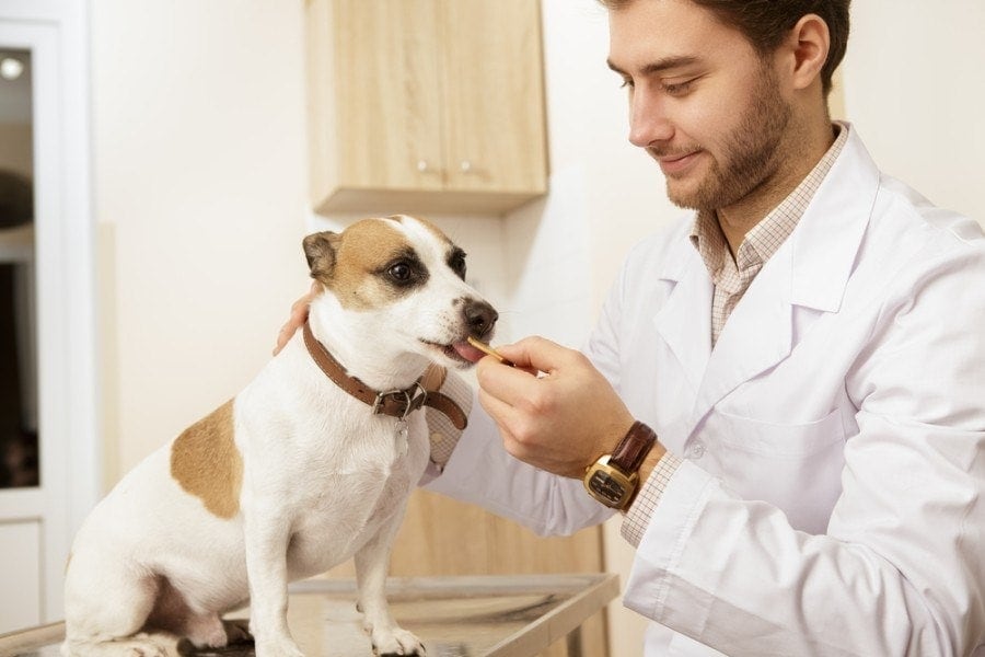 Handsome young male vet_nestor rizhniak_shuttersock