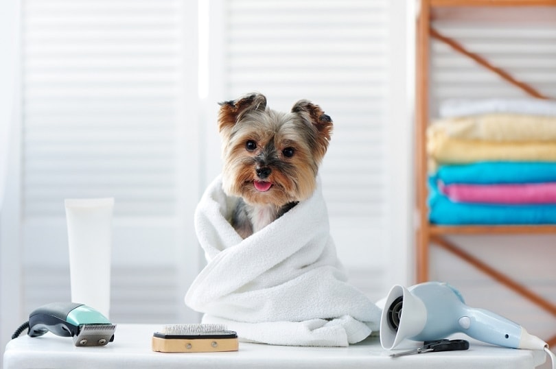 9 Best Dog Drying Towels - 2026 Reviews & Top Picks