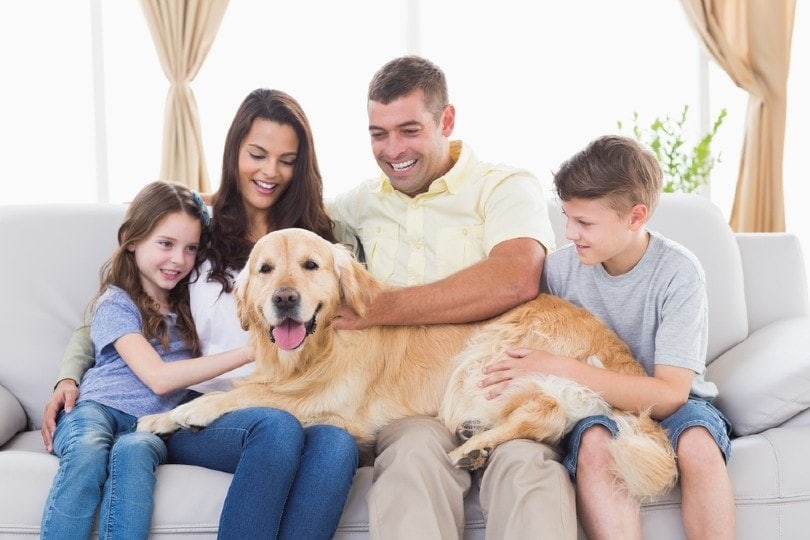 Are Golden Retrievers Good Family Dogs? Tips & What to Expect