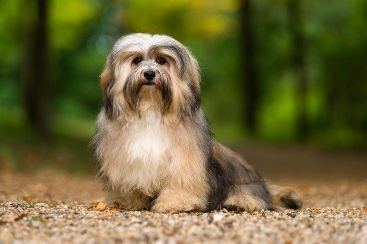 20 Essential Havanese Dog Supplies & Products: 2026 Vet-Reviewed Guide