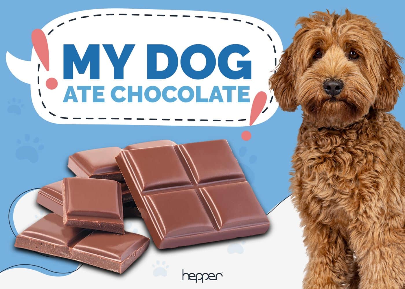 My Dog Ate Chocolate: What You Need to Do (Vet Answer)