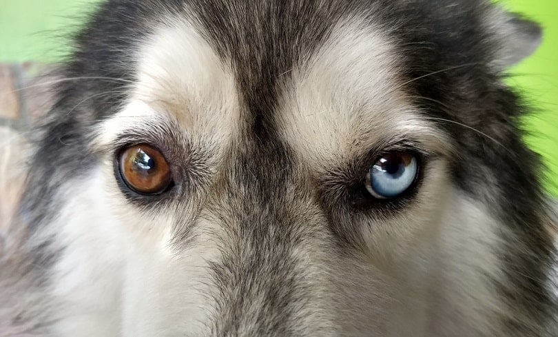 Heterochromia in Dogs: Vet-Verified Facts, Causes & Concerns