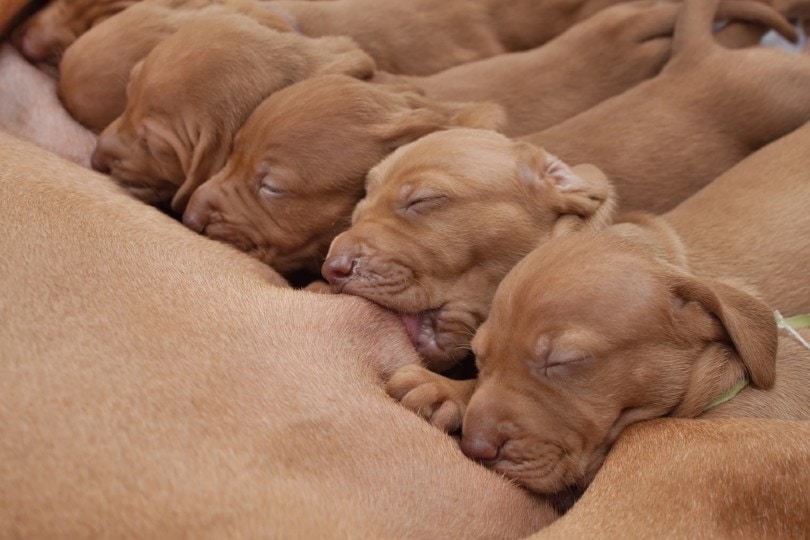 How to Boost Your Dog's Milk Supply: Our Vet Shares 5 Best Ways