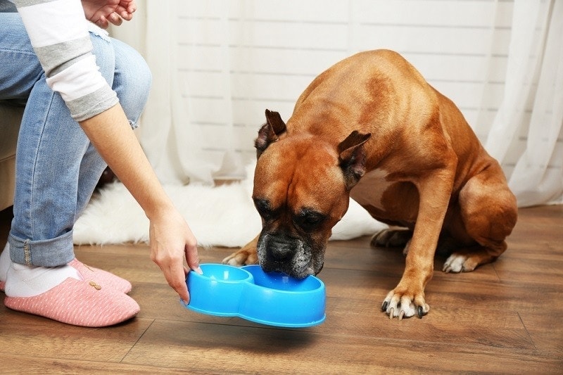 10 Best Dog Foods for Boxers – 2026 Reviews & Top Picks