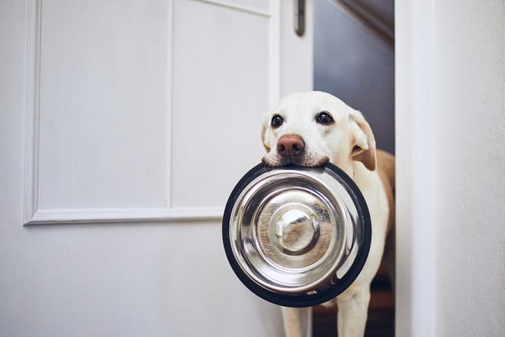 What to Feed Your Dog When Out of Dog Food: 12 Safe Options