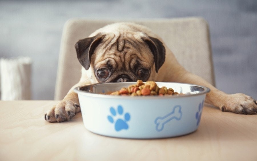 11 Best Puppy Foods for Pugs - 2026 Reviews & Top Picks