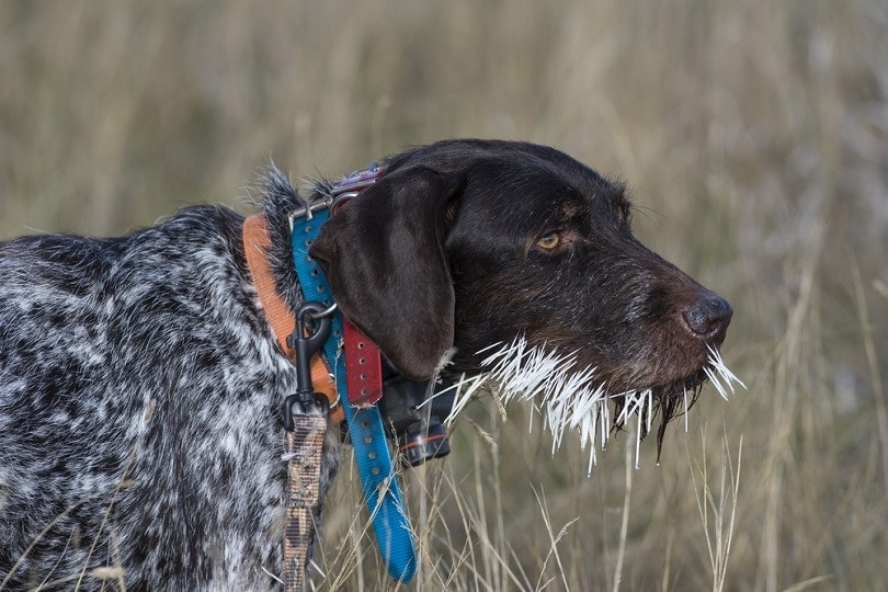 Dog Attacked by Porcupine? Our Vet Explains What to Do