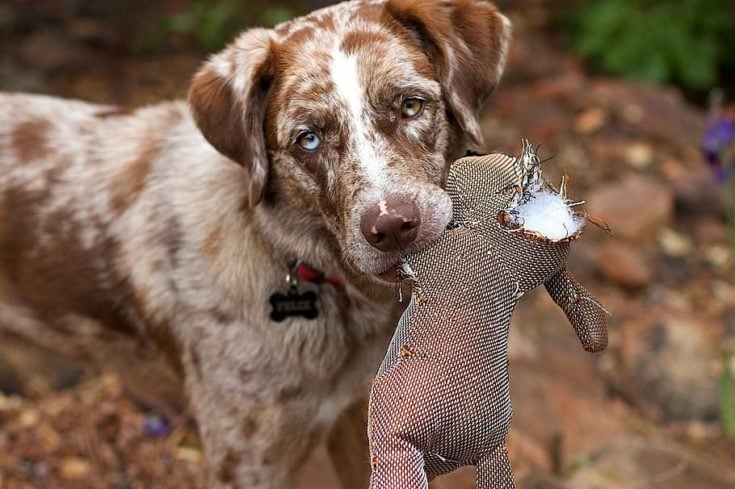 Top 12 Bird Hunting Dog Breeds (With Info & Pictures)