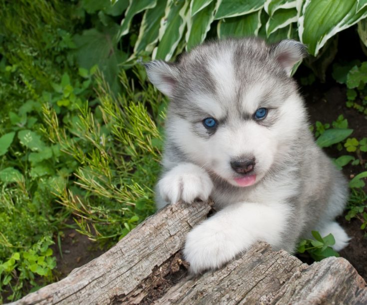 Huskimo (Siberian Husky & American Eskimo Mix): Info, Pictures, Facts