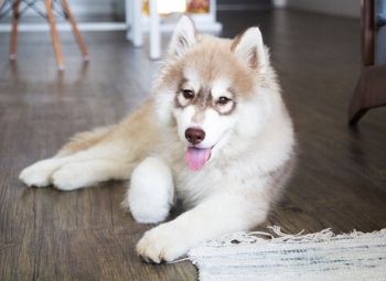 6 Best Brushes for Huskies in 2026 - Reviews & Top Picks