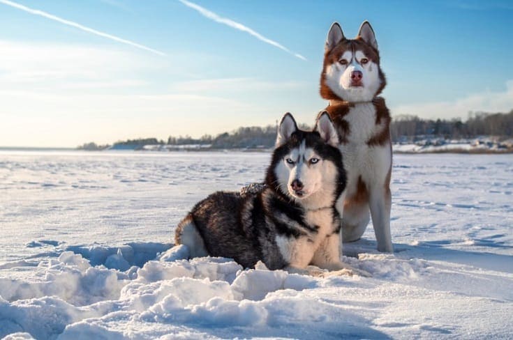 25 races croisées husky (avec photos)