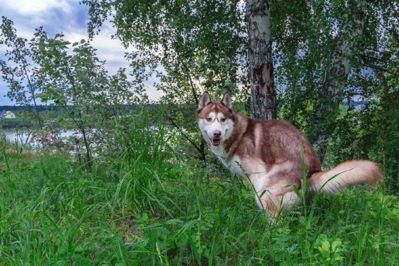 Why Is My Dog’s Poop Watery? 9 Possible Reasons & What to Do