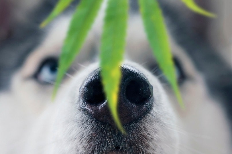 15 Plants Toxic to Dogs: Vet Reviewed Facts & Symptoms