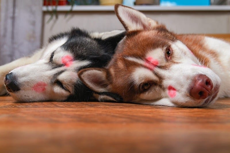 Do Dogs Understand Human Kisses? Vet-Approved Facts & FAQ