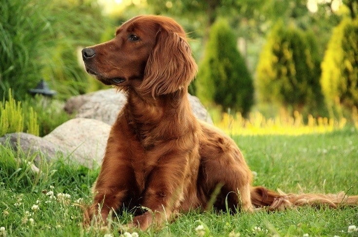 Are Irish Setters Hypoallergenic? Vet-Reviewed Breed Characteristics & Tips