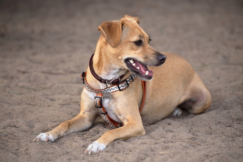 Italian Greagle (Italian Greyhound & Beagle Mix): Info, Pictures, Facts