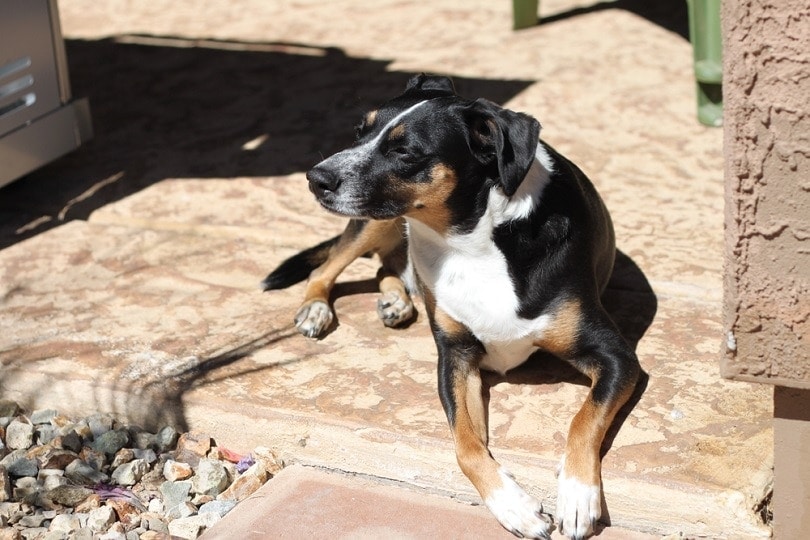 How to Keep Dogs Cool in Summer Without Air Conditioning: 8 Easy Ways
