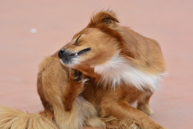 12 Dog Breeds Prone to Skin Problems (Vet-Approved Info)