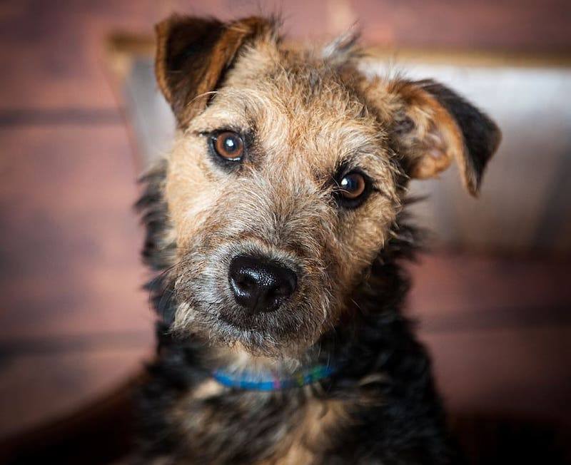 Jack Highland Terrier (Jack Russell & Westie Mix): Info, Pictures, Characteristics & Facts