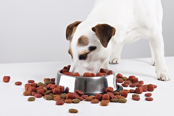 Can Dog Food Cause Seizures? Possible Causes & Alternatives