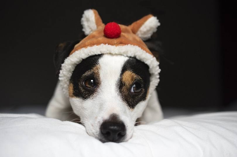 Jack Russell Terrier holiday cheer