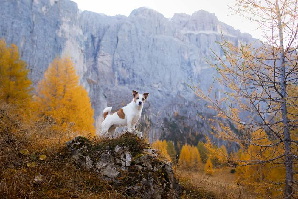 12 Dog-Friendly Hiking Trails In New Hampshire You Can Visit in 2026