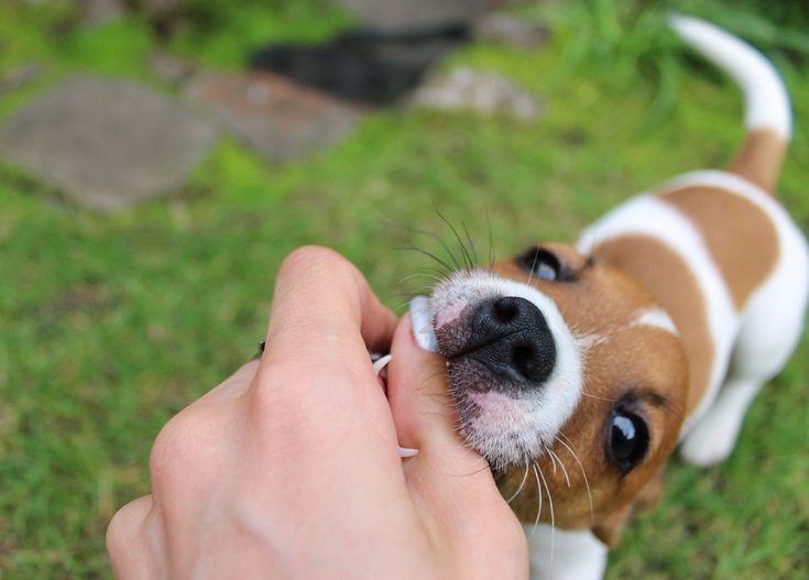 Why Puppies Bite: 8 Vet-Reviewed Reasons & How to Stop It