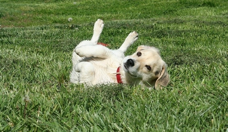 5 Reasons Dog Rolls in Poop (and How to Stop It)